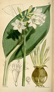 <i>Caliphruria</i> Genus of flowering plants