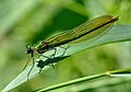 Banded Demoiselle (Calopteryx splendens) Gebänderte Prachtlibelle