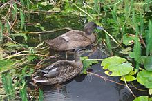 An 8 week old Khaki Campbell (rear) and a 13-week-old Mallard Campbell Mallard.jpg