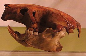 Skull of Canarymys bravoi.