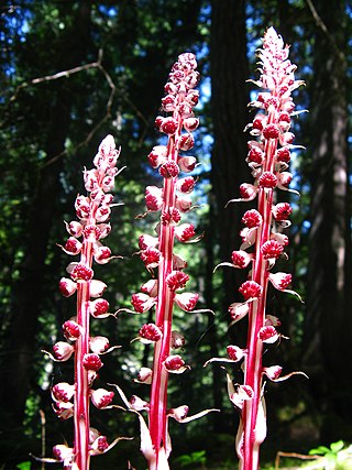 <i>Allotropa</i> Genus of flowering plants in the heath family Ericaceae