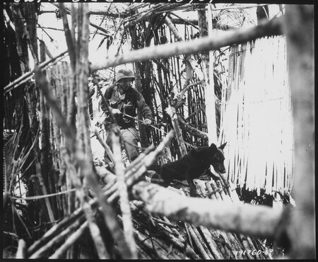 Fail:Canines of the QM War Dog Platoon were used on Biak Island, off the coast of New Guinea, to track down Japanese... - NARA - 531196.tif