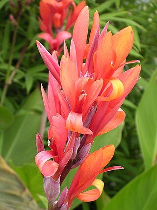 <i>Canna compacta</i> Species of flowering plant