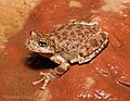Thumbnail for Canyon tree frog