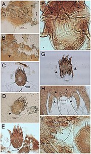 Vignette pour Caparinia tripilis