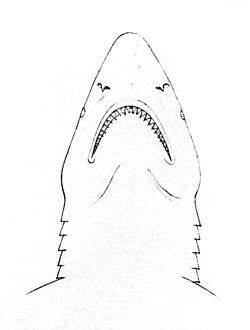 Схема головы и зубов шёлковой акулы