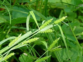 <i>Carex granularis</i> Species of plant in the genus Carex