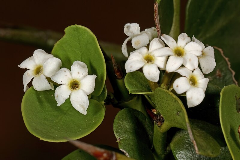 File:Carissa bispinosa subsp. zambesiensis 5Dsr 1-1355.jpg