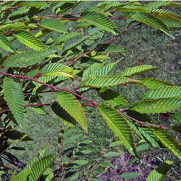 Carpinus japonica