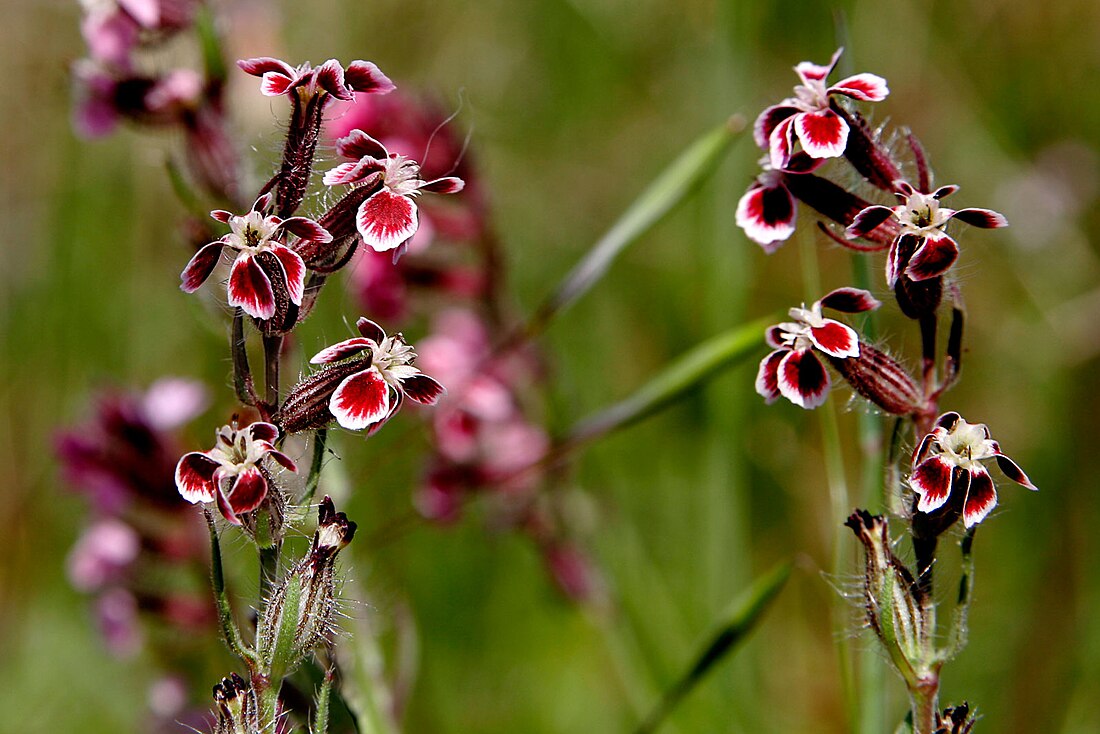 Caryophyllaceae