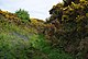 Gorse covered tamparts of Castell Gwallter