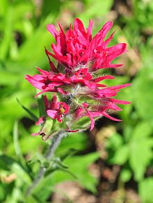 Castilleja parviflora - Paradis, Muntele Rainier, august 2014 - 04A.jpg