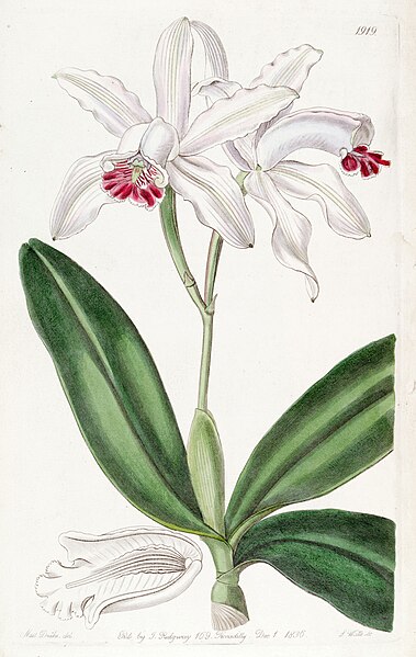 File:Cattleya intermedia (as Cattleya intermedia var. pallida) - Edwards vol 22 pl 1919 (1836).jpg