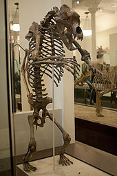 Rearing Ursus spelaeus skeleton AMNH Cave bear AMNH.jpg