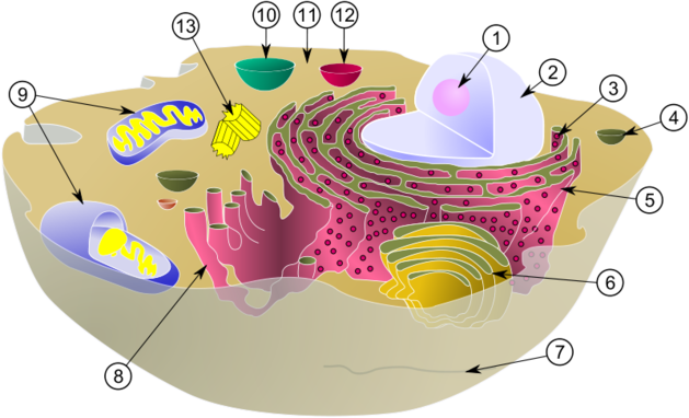 Cellula eucaristie.png