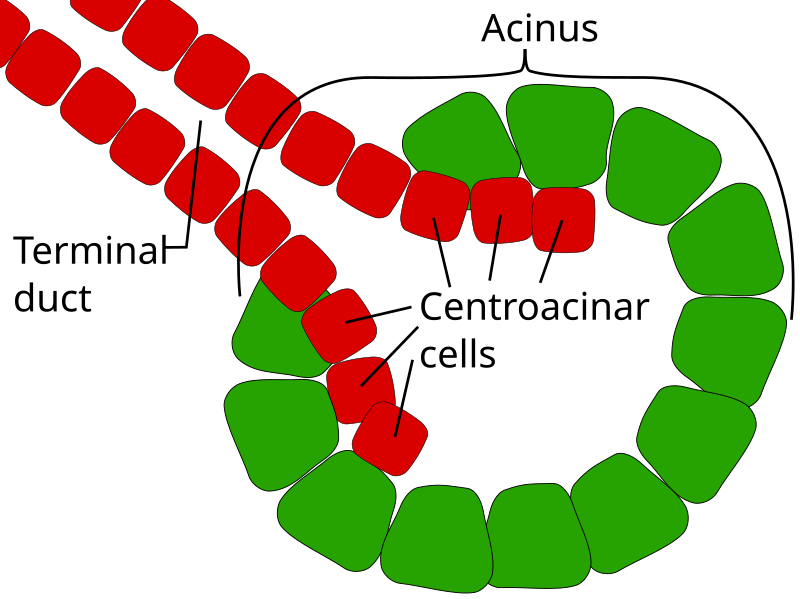 File:Centroacinar cells.svg