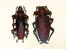 Cerambycidae - Psalidognathus bescheidenus.JPG