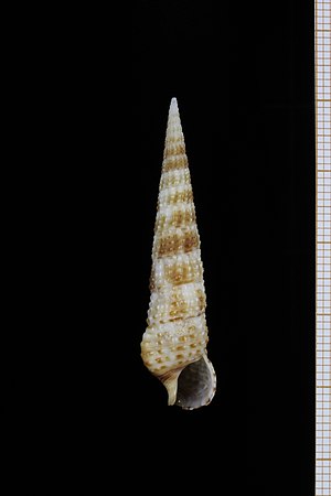 Cerithium matukense (MNHN-IM-2013-64042).jpeg