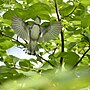 Thumbnail for File:Cerulean warbler catoctin mountain park DSC 7392-topaz-denoiseraw.jpg