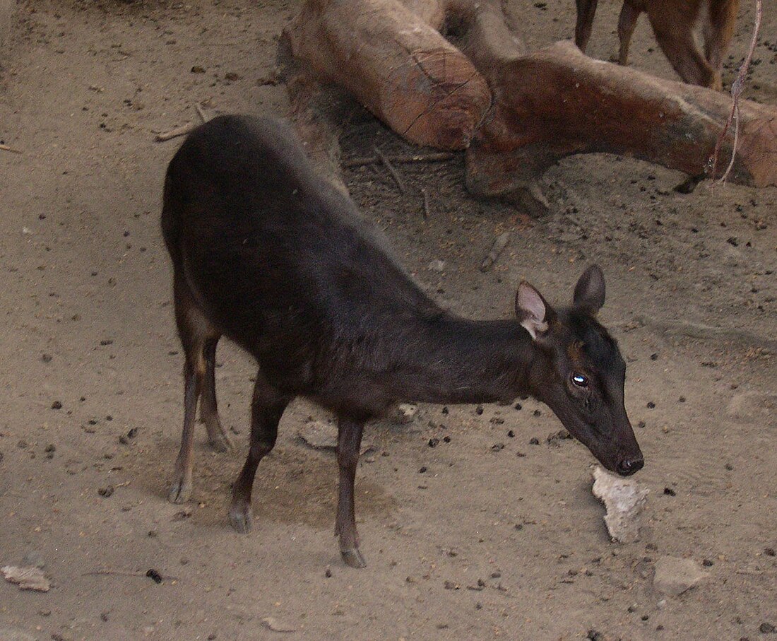 Cerf des Philippines