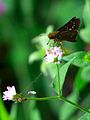 Pm oberthueri, , on flowers of Polygonum thunbergii.