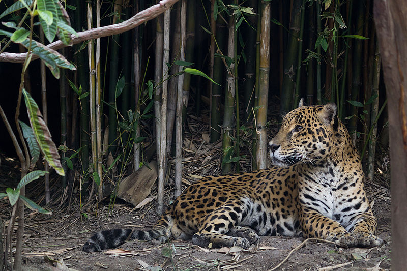 File:Chapultepec Zoo - Jaguar (01).jpg