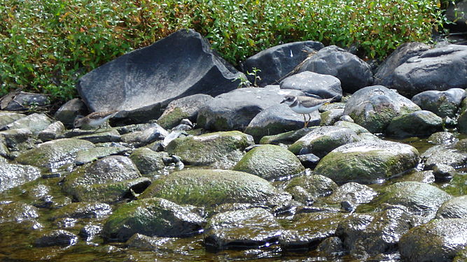 Semipalmated Plover (Charadrius semipalmatus)