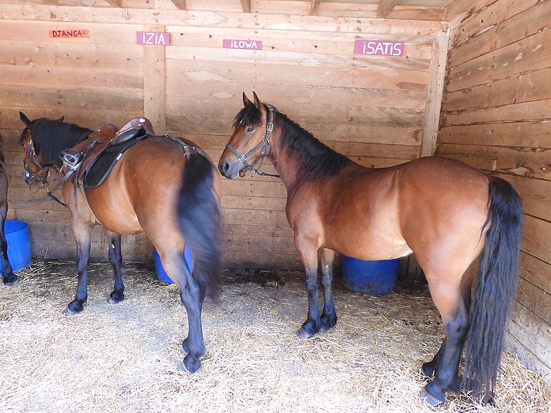 File:Chevaux Barraquand du Vercors aux écuries de Corrençon (Vercors).jpg