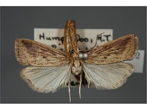 Chilo polychrysus male.jpg