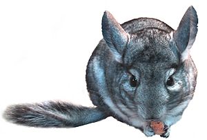 Chinchilla Domestique: Nomenclature et systématique, Description, Élevage et domestication