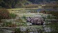 Ein Flusspferd in einem Sumpf in Nepal