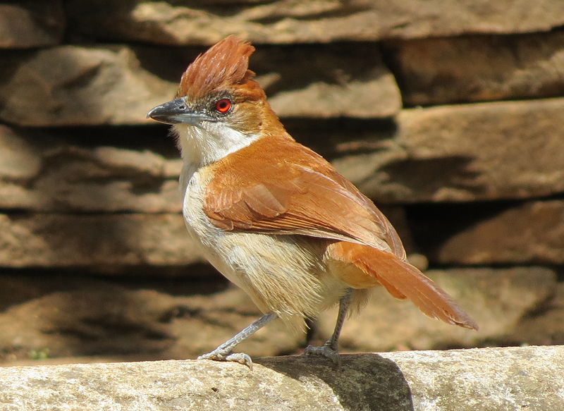 File:Choaró-boi (Taraba major) (cropped).JPG