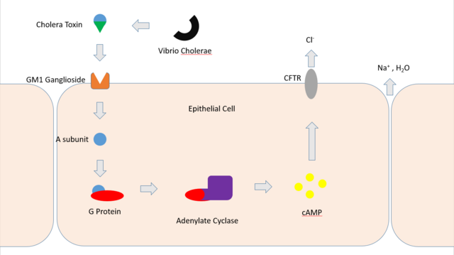 cholera bacteria diagram