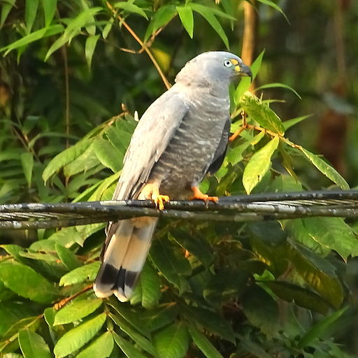 Chondrohierax uncinatus - Hook-billed Kite