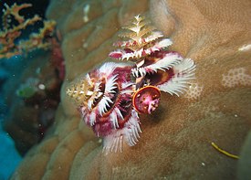 Joulukuusimato (Spirobranchus giganteus)