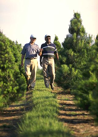 <span class="mw-page-title-main">Christmas tree cultivation</span> Cultivation of trees used as Christmas trees