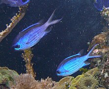 Chromis cyanea