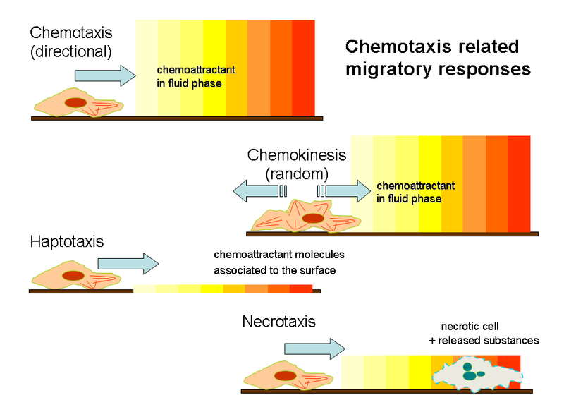 File:Chtxphenomen1.png