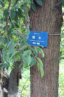 Cinnamomum septentrionale - Chengdu Botanical Garden - Chengdu, China - DSC03496.JPG