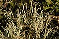 Cladonia furcata