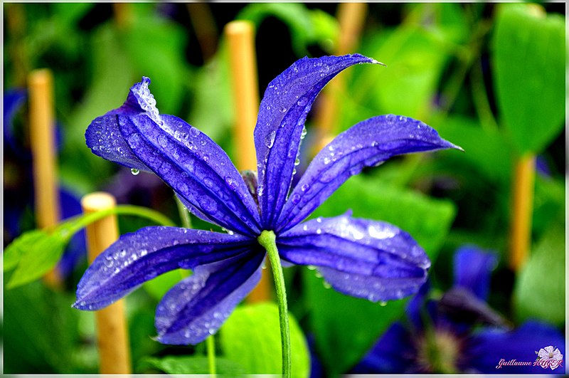 File:Clematis Saphyra Indigo (48986646).jpeg