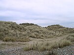 Climping sand dunes