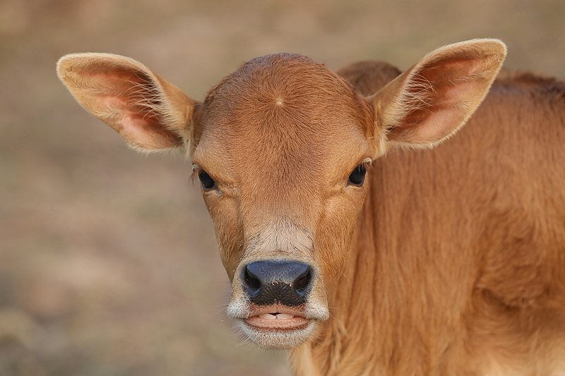 File:Close-up photograph of a calf's head looking at the viewer at golden hour in Don Det Laos.jpg