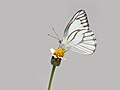 * Nomination Close wing Nectaring of Appias olferna Swinhoe, 1890 - Eastern Striped Albatross (Male) --Sandipoutsider 00:22, 11 December 2023 (UTC) * Decline  Oppose not in focus --Charlesjsharp 12:12, 16 December 2023 (UTC)