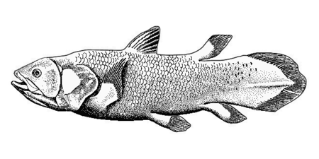 Lobe-finned fishes, like this coelacanth, have fins that are borne on a fleshy, lobelike, scaly stalk extending from the body. Due to the high number of fins it possesses, the coelacanth has high maneuverability and can orient their bodies in almost any direction in the water. Coelacanth-bgiu.png