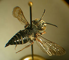 Coelioxys rufitarsis f.jpg