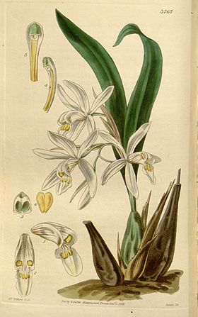 Coelogyne punctulata f. punctulata (as Coelogyne ocellata) - Curtis' 66 (N.S. 13) pl. 3767 (1840).jpg