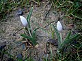 Colchicum hungaricum als Zierpflanze, Knospen