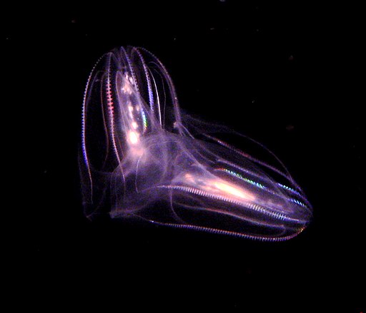 Comb jellies-mba.jpg