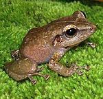 Eleutherodactylus coqui Common Coqui.jpg